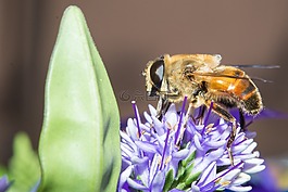 昆蟲,蜜蜂,黃蜂