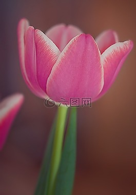 郁金香,花,植物