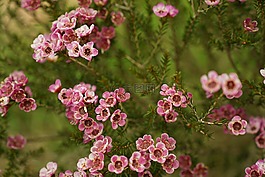 野生花卉,布什,植物
