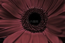 向日葵,黑奴后代,花瓣