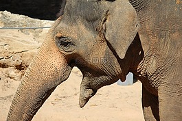 象,動物,非洲