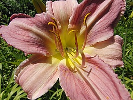 黃花菜,性質,萱草黃花菜