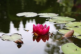 睡蓮,花,開(kāi)花