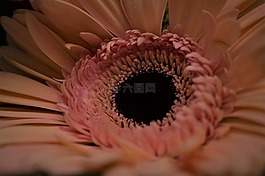 特寫,向日葵,桃