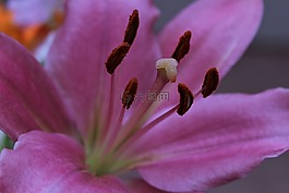 特寫,紋理,花