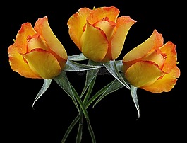 鮮花,玫瑰,花束