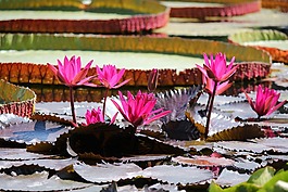 睡蓮,池塘,水生植物