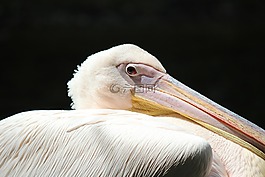 佩利坎,動物,動物園