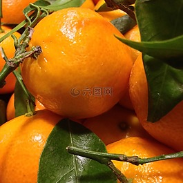 普通話,柑橘,水果