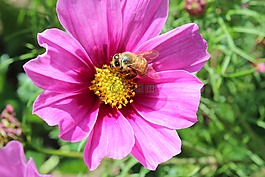 花,開(kāi)花,蜜蜂