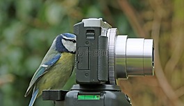 藍雀,相機,鳥園