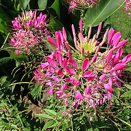 开花,花,蜘蛛花
