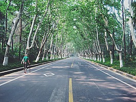街,胡同,樹(shù)