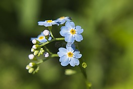 性質(zhì),花,植物