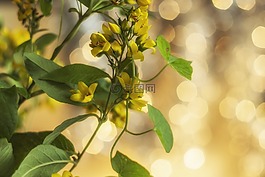 葉,植物,性質(zhì)