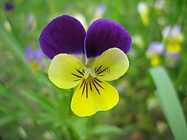 三色堇,草本植物,花