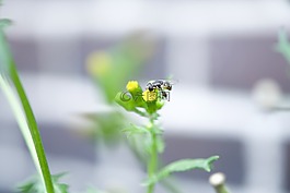 昆蟲,動(dòng)物,蜂蜜