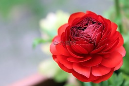 毛茛屬植物,開(kāi)花,紅色
