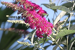 花,粉紅色,開花