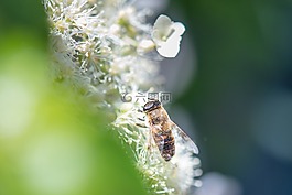昆蟲(chóng),蜜蜂,黃蜂