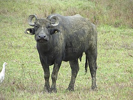 水牛城,動物,角
