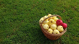 草,購(gòu)物籃,蘋(píng)果