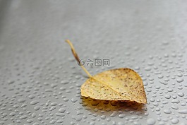 秋季,片,傳單