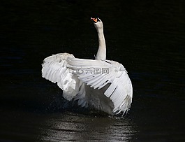 天鵝,疣鼻天鵝,鳥