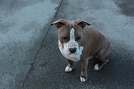 狗,動物,寵物