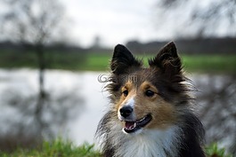 狗,sheltie,关闭