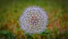 蒲公英,飛行的種子,花