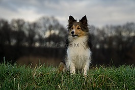 狗,sheltie,关闭