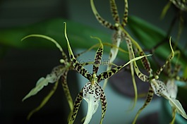 蘭花,廠,開花