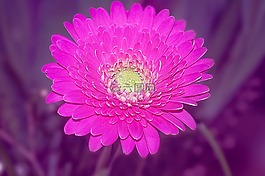 非洲菊,schnittblume,粉紅色