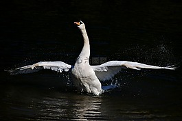 天鵝,疣鼻天鵝,鳥