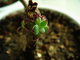 肉质 在这,芽,盆栽的植物