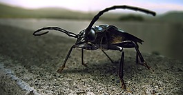動物,昆蟲,性質(zhì)