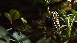 卡特彼勒,昆蟲,蠕蟲