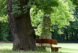 egestorffpark,公園長(zhǎng)椅,夏季