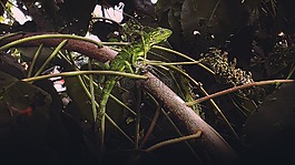 伊瓜,動(dòng)物,蜥蜴