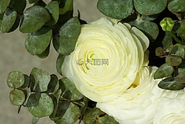 鮮花,茛,花瓣