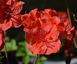 熱橙色的杜鵑花,映山紅,花