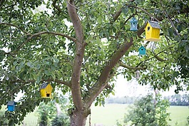 鳥屋,鳥,樹