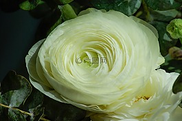 花,茛,花瓣
