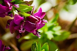 粉紅色的花朵,葉子,開(kāi)花