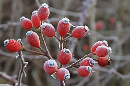 玫瑰果,山楂,红色