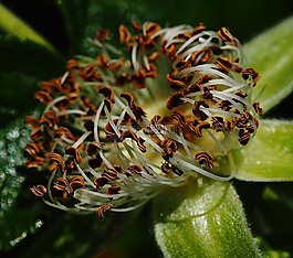 花,雄蕊,后