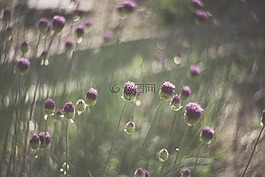 鮮花,開花,花園
