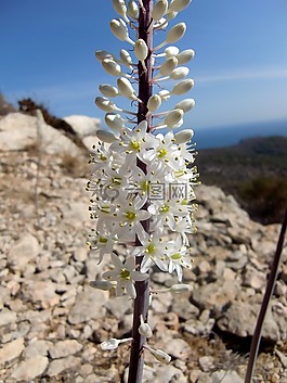 蘭花,開(kāi)花,白