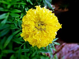 黄色,万寿菊,花